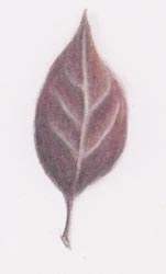 leaf using coloured pencil
