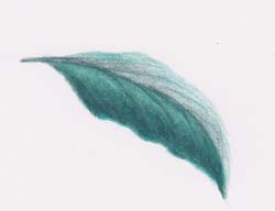 coloured pencil leaf